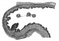 Fig. 5 Camera lucida drawing of a portion of a section of the left oviduct of rat No. 104, 24 hours, 15 min.