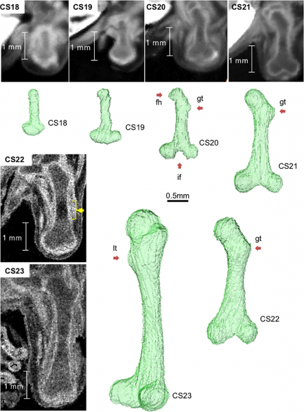 File:Human embryo femur CS18 to CS23.png
