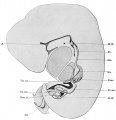 Fig. 242. Digestive tract of an embryo 9.4 mm