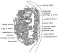 Fig. 17. Stage IV. Section through the bivesicular blastocyst embedded in the wall of the Uterus