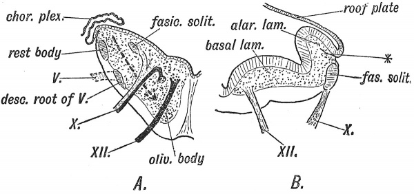 Fig. 83 Foetal Medulla and Alar and Basal Laminae of the Hind-Brain