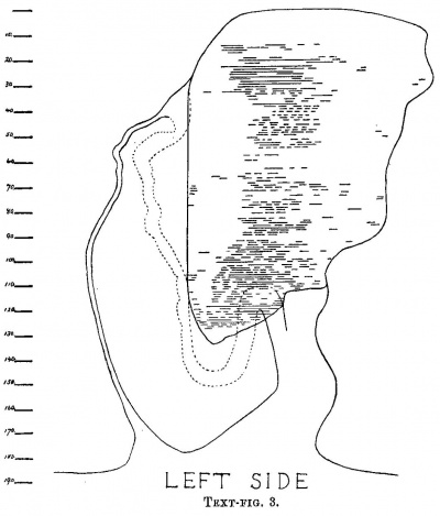M'Intyre1926 text-fig03.jpg