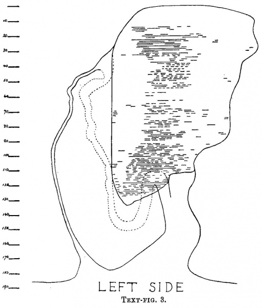 File:M'Intyre1926 text-fig03.jpg