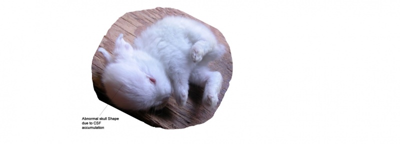 File:Rabbithydrocephalus.jpg