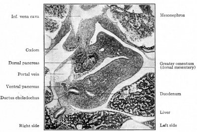 Pancreas (ventral and dorsal) pig embryo of 14 mm CRL