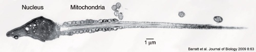 Human-spermatozoa EM01.jpg
