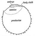 Fig. 74. Showing what becomes of the Somatopleure of the Blastodermic Vesicle.
