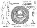 Fig. 15. Stage II. The Blasto-dermic Stage
