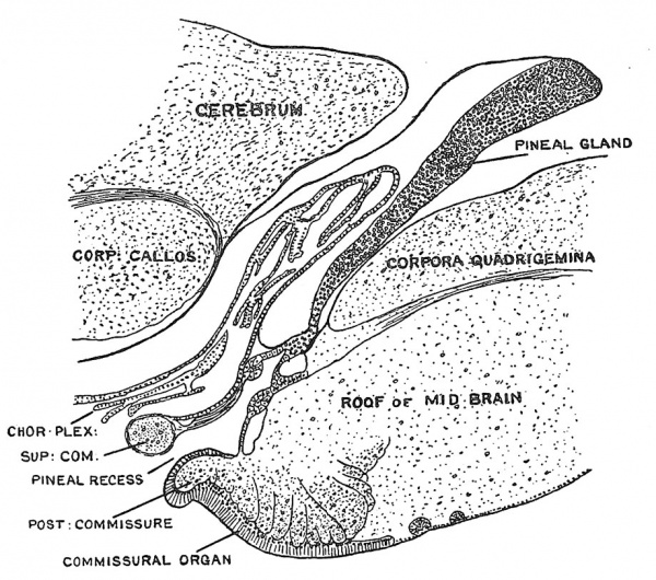 Fig. 91 Section of the anterior part of the Roof of the Mid-Brain of a Cat, to sliow the subcommissural organ.