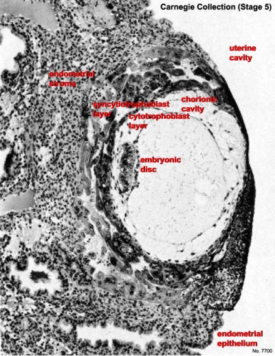 Human embryo Carnegie stage 5