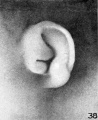Fig. 38. Embryo No. 2066, 53 mm. (R.)