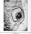 Fig. 20. Horizontal section through eye of a pig 50 mm long
