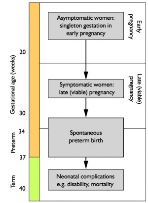 Preterm Birth Survival Rate Chart