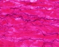 Artery tunica media elastic fibres
