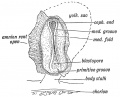 Fig. 71. Medullary Folds uniting to form the Neural Tube in a Human Embryo in the 3rd week of development.