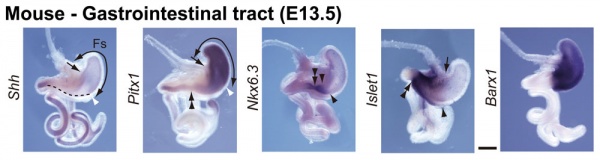Mouse-Gastrointestinal-tract-E13.5-01.jpg