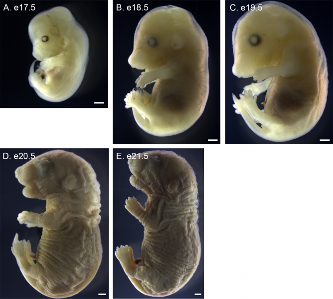 File:P. maniculatus embryo E17.5-21.5.PNG