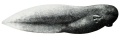 Tadpole with external gills