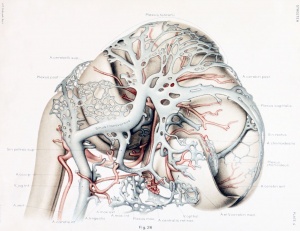 Plate 4. Vascular system of the brain of the human embryo