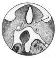 Fig. 2. Mesonephric ridge embryo H 323.
