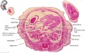 Embryo stage 22 E3L.jpg