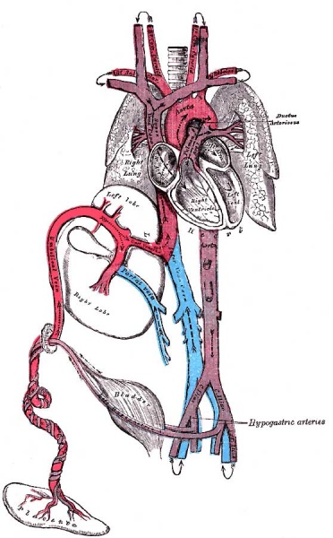 File:Fetal circulation1.jpg