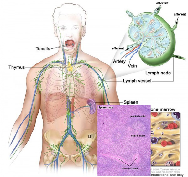 Lymphatic-system-spleen.jpg