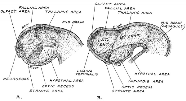 Fig. 96 Sections of the Fore-Brain 4th week of development