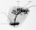 Fig. 518