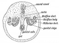 Fig. 73. Diagrammatic section of the abdominal region of the coelom, showing the position of the Genital Ridges from which the Ovary or Testicle is formed.