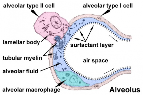 SH Practical - Respiratory - Embryology