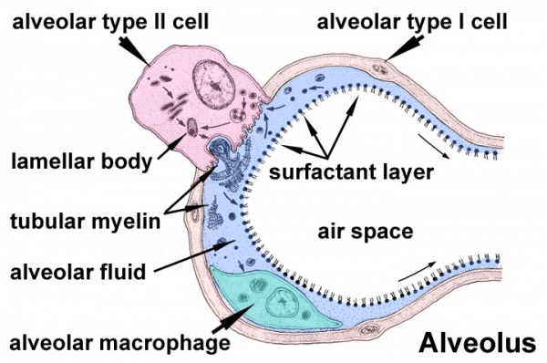 Alveolar sac structure