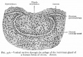Fig. 356. Vertical section through the anlage of the mammary gland of a human foetus of 16 cm. Bonnet.