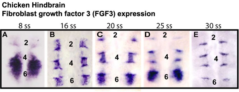File:Chicken- rhombomere boundary FGF3 expression.jpg