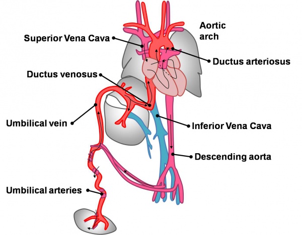 Basic Vascular Heart Connections Embryology