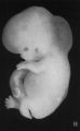 Fig. 11. Embryo No. 671.