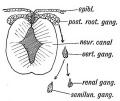Fig. 129. A diagram showing the derivation of the Parts of the Nerve System of the 11th Segment in the Embryo.