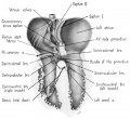 fig 13 Branches coronary arteries supply bundle of His and its main branches