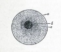 Fig. 5. Diagram of the ovum. (from Gegenbaur.)