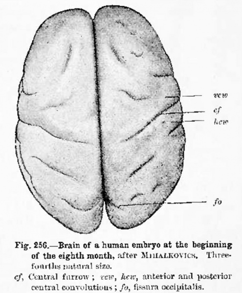 File:Hertwig256.jpg