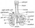 Fig. 206. The condition of the Bight and Left Pulmonary Buds in a 5th week embryo. (After His).