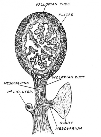 Fig. 8 Diagrammatic Section of the Broad Ligament and Fallopian Tube.