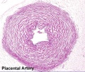 Placental artery