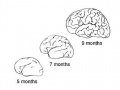 Simplified external lateral (left) view of the brain growth