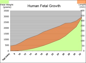 Growth Chart Fetal Length And Weight Week By Week