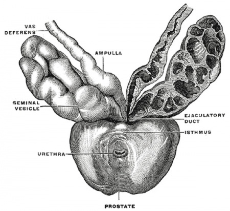 Prostate Development - Embryology