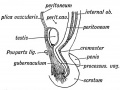 Fig. 104. Structures in the wall of the abdomen are carried out so as to form the Inguinal Canal and Coverings of the Testis.