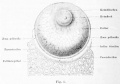 Fig. 1. Human egg from a mature follicle