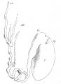 36 Human testicle showing four vasa aberrantia