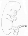 91. Human Embryo of 32 mm